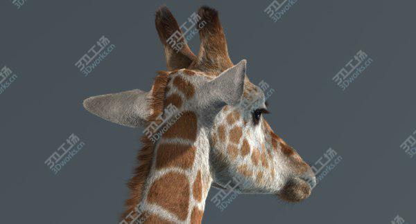 images/goods_img/20210312/Giraffe (Fur) model/4.jpg